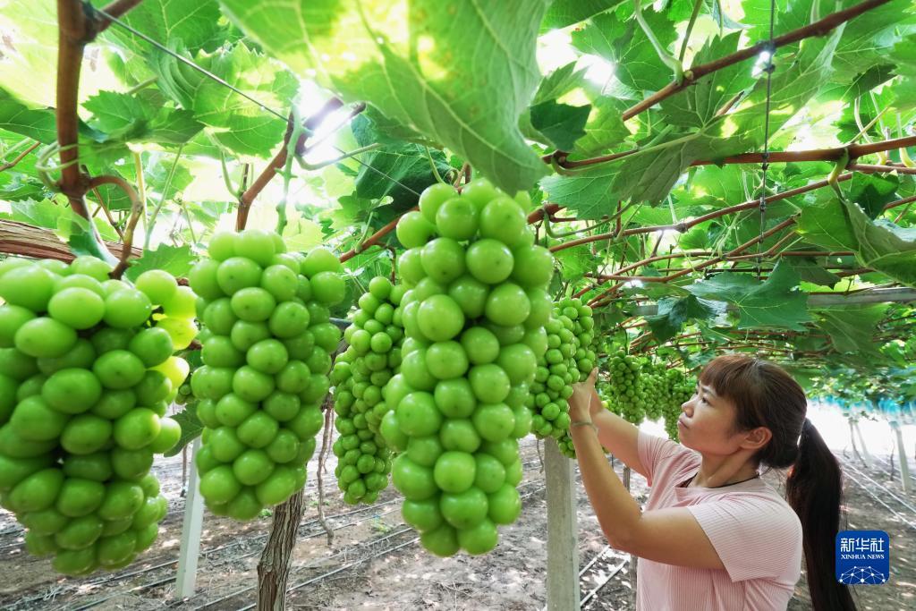 担保菠菜导航